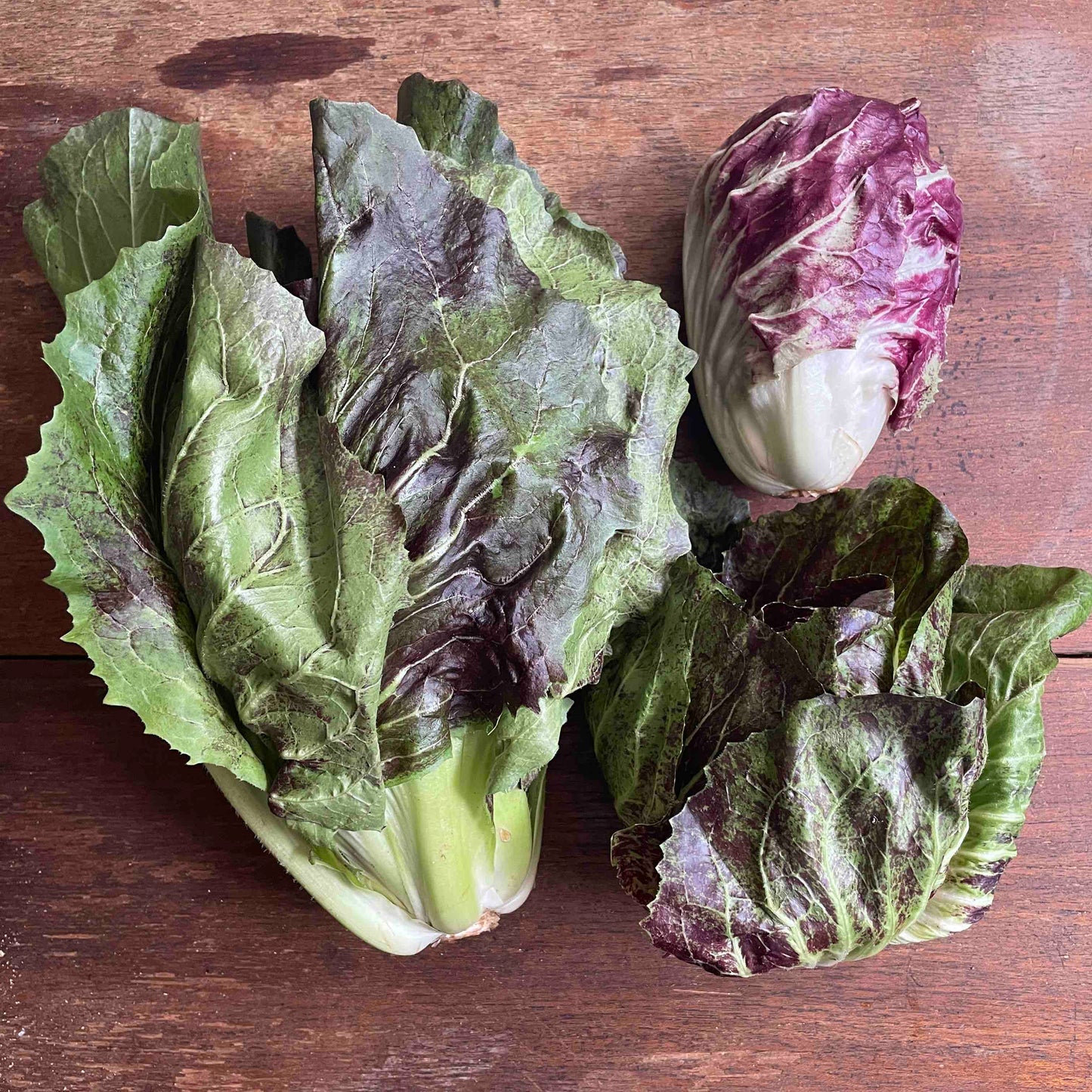 Radicchio