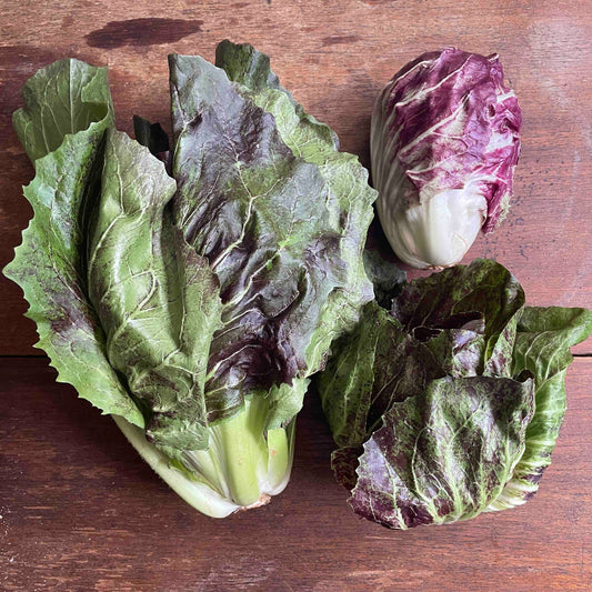 Radicchio