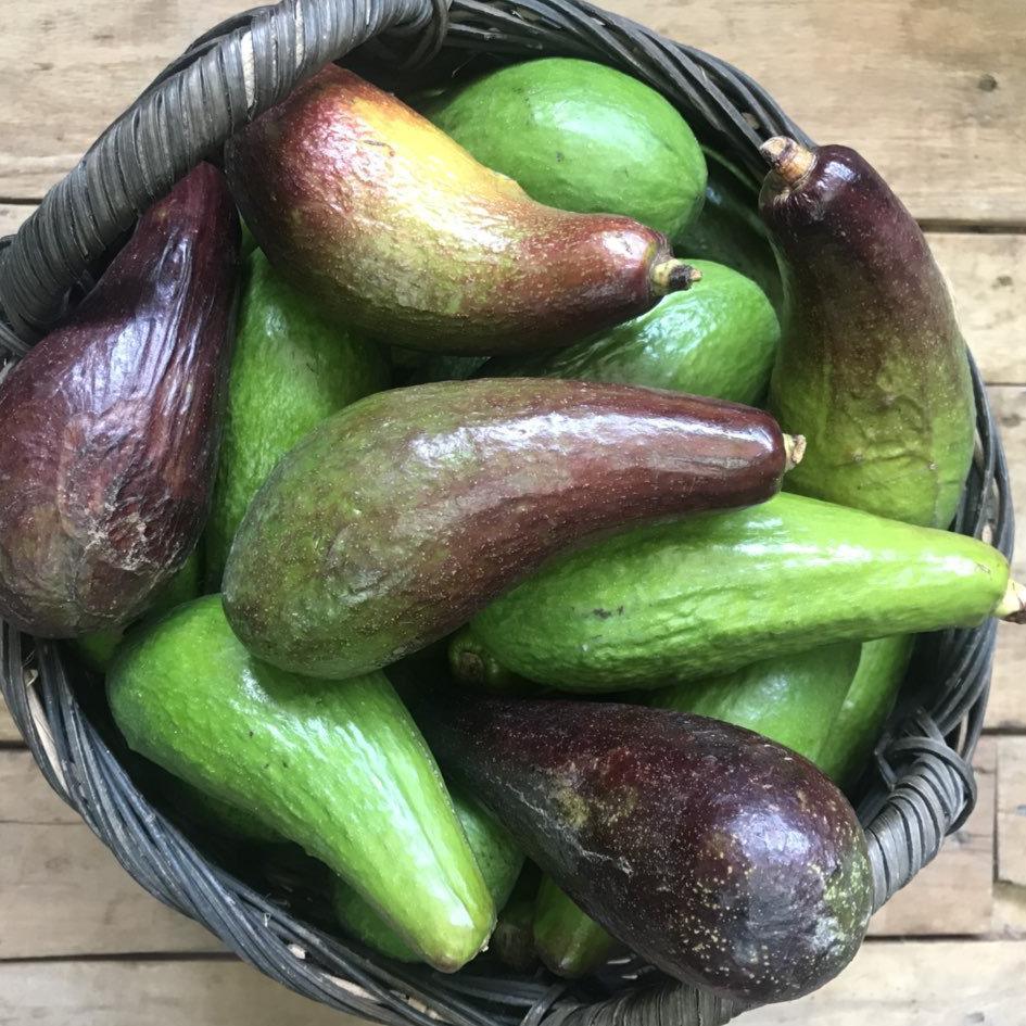 Avocado - Good Food Community