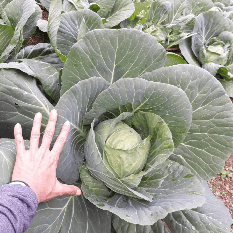 Cabbage - Good Food Community