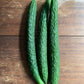 Japanese Cucumber