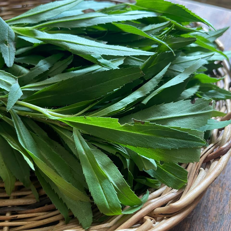 Tarragon