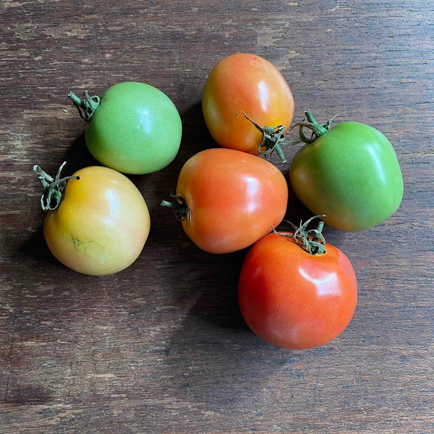 Tomato, Upland