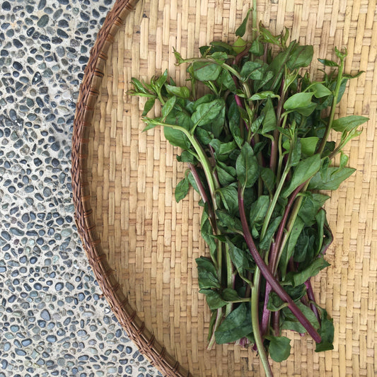 Upland Alugbati - Good Food Community