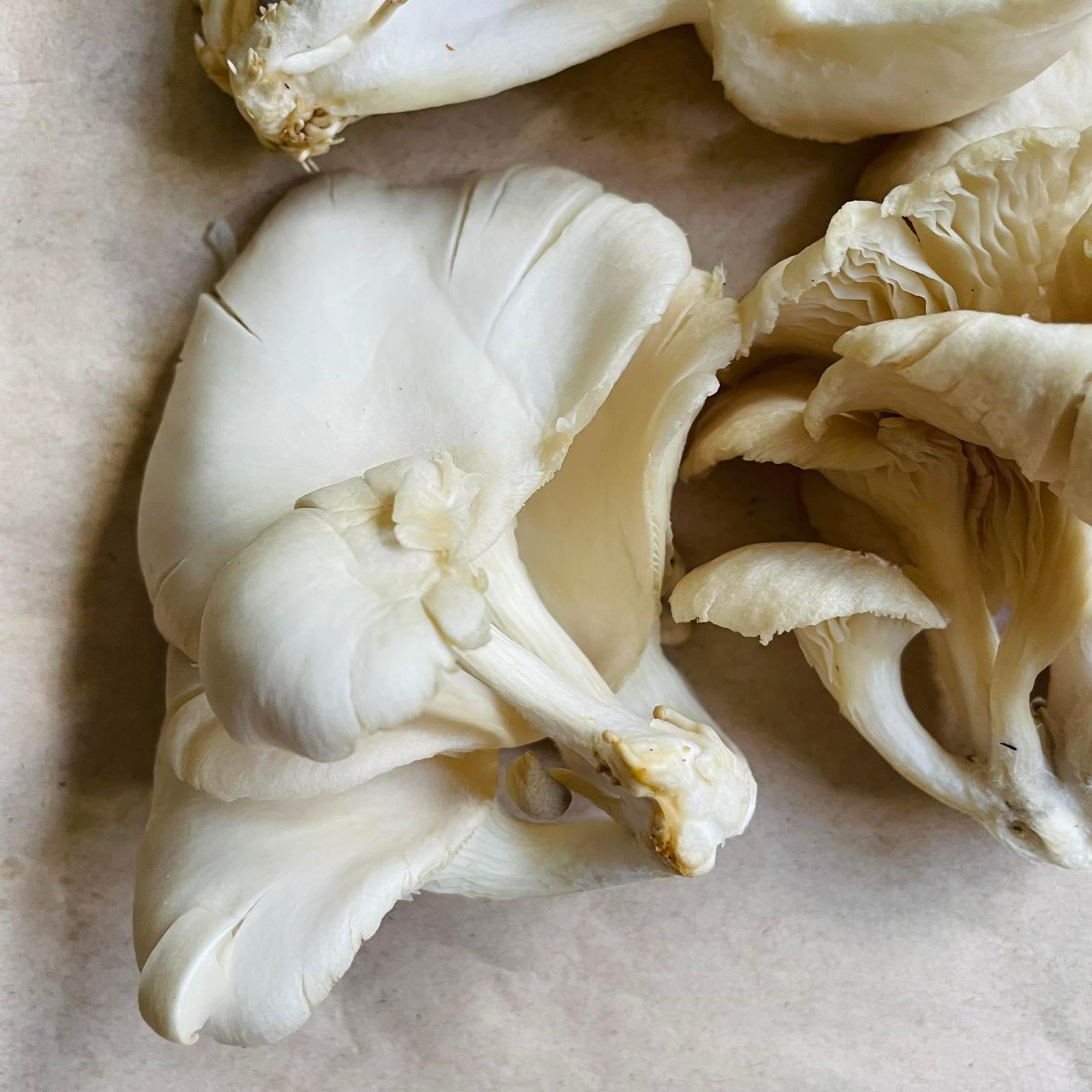 Oyster Mushrooms - Good Food Community